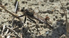 Proctacanthus milbertii