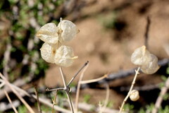 Scutellaria mexicana