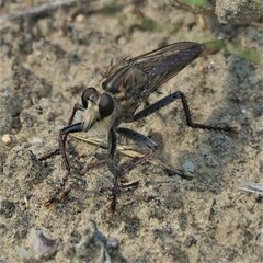 Proctacanthus milbertii