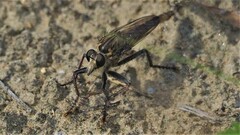 Proctacanthus milbertii