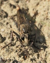 Proctacanthus milbertii