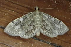 Anania tertialis