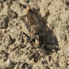 Proctacanthus milbertii