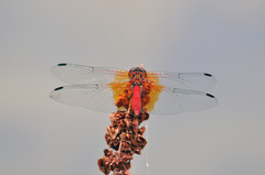 Sympetrum speciosum
