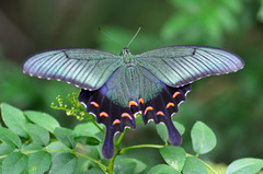 Papilio dehaanii