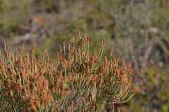 Allocasuarina humilis