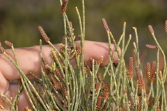Allocasuarina humilis