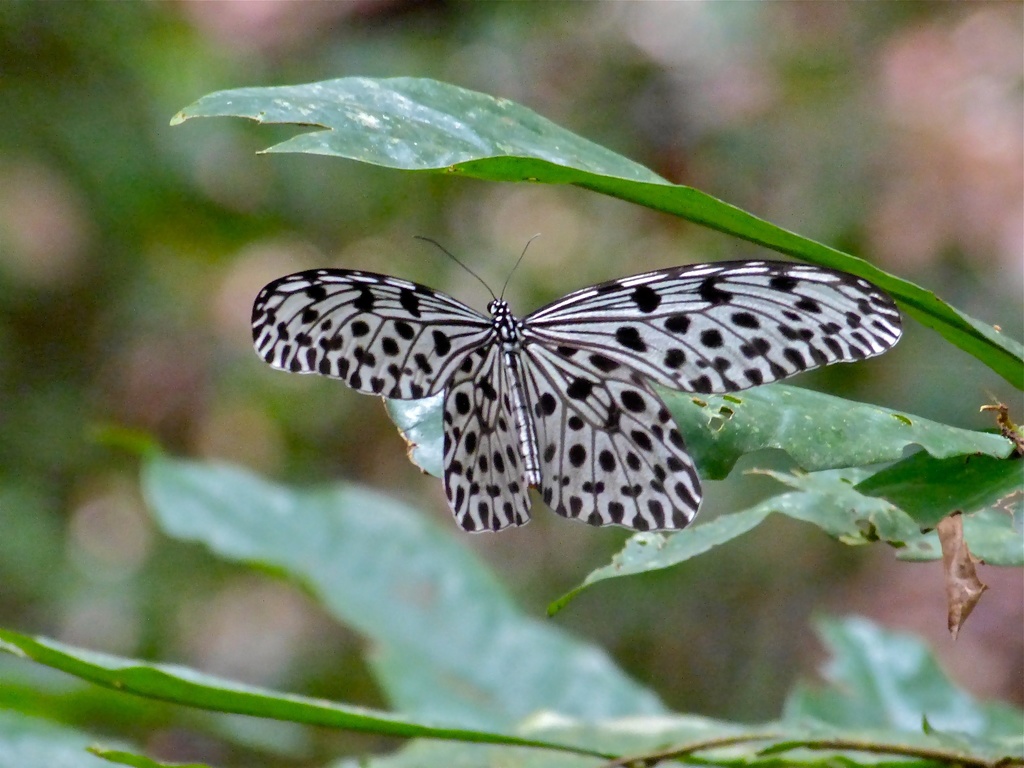 Common Tree Nymph