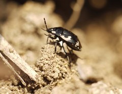 Tritomegas bicolor