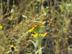 Melanoplus devastator