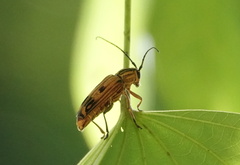 Glenea quadrinotata