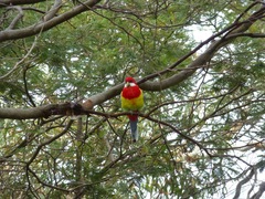 Platycercus eximius diemenensis