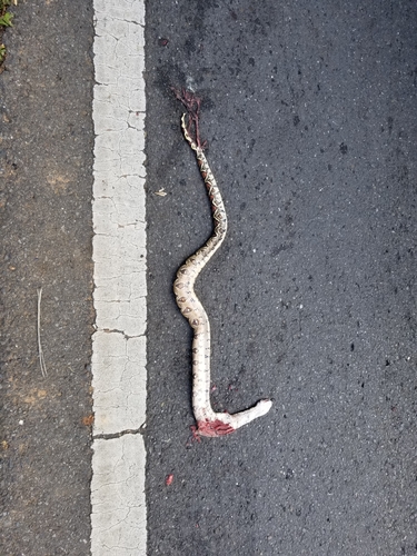 Boa constrictor
