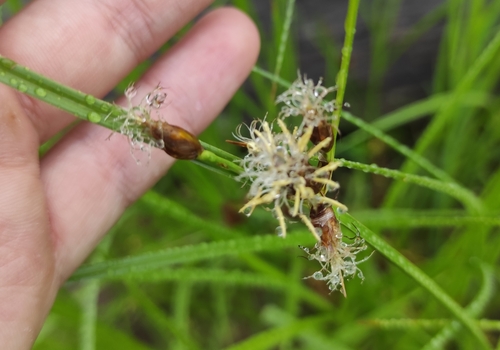 Image of Flat-Stalk Bulrush (Bolboschoenus planiculmis) by (c) Dmitrii Mostovoi, some rights reserved (CC BY)