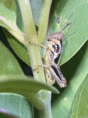 Melanoplus