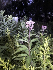 Eutrochium maculatum
