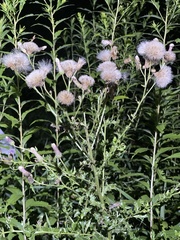 Cirsium arvense