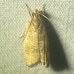 Psilocorsis cryptolechiella