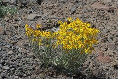 Eriophyllum lanatum achilleoides
