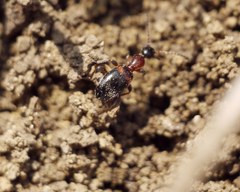 Anthelephila pedestris