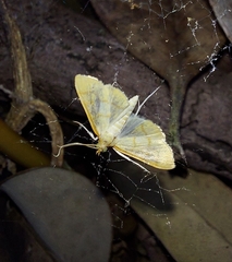 Helvibotys helvialis