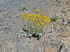 Eriophyllum lanatum achilleoides