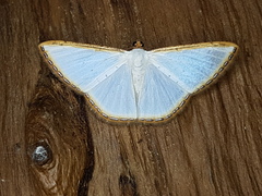 Leuciris fimbriaria