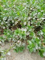 Polygonum achoreum