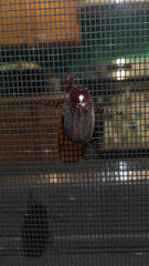 Phyllophaga crenulata