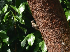 Yungipicus moluccensis