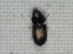 Tenebroides bimaculatus