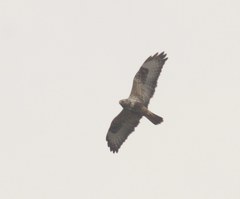 Buteo lagopus lagopus