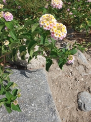 Lantana camara