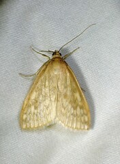 Sitochroa chortalis