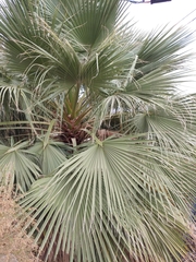 Washingtonia filifera