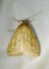 Sitochroa chortalis