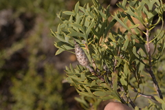 Petrophile shuttleworthiana