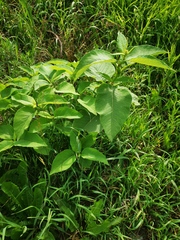 Koenigia weyrichii