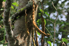 Mucuna macrocarpa