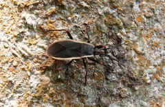 Iphita limbata