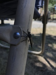 Proctacanthus milbertii