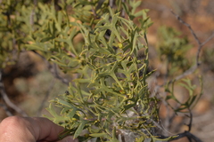 Petrophile shuttleworthiana