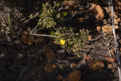 Hibbertia hypericoides