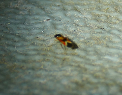 Ceratocapsus apicalis