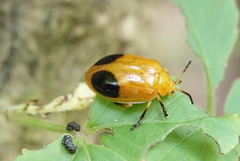 Oides palleata