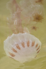 Chrysaora chesapeakei