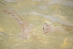 Chrysaora chesapeakei