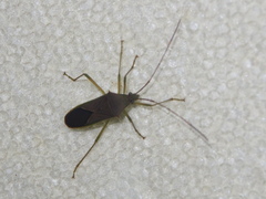 Paradasynus spinosus
