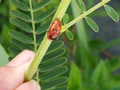 Coptocephala pallens