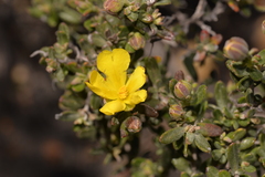 Hibbertia hypericoides